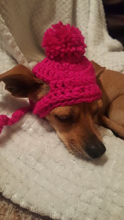 Dog beanie