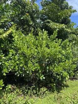 Overgrown Clusia Over 6 Ft