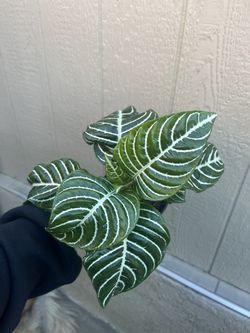 Zebra Plant