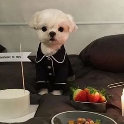 Pet French Bulldog Pajamas Fashion Pets Dogs Clothing Chihuahua Puppy Outfit Small Medium Dogs Costume Pet Clothes Ropa Perro