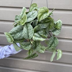 6” scindapsus exotica 