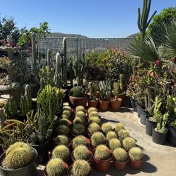 Wide Variety Of Cactus And Succulents Plants 