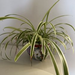 Beautiful Spider Plant