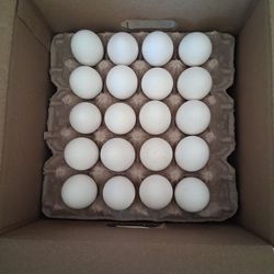 Eggs