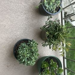 4 Plants 