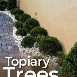 Topiary Trees All Sizes And Shapes Available Also European Garden Designs Available For Just $200