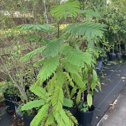 Cha-om  Leaves Plant(5 Ft Tall)