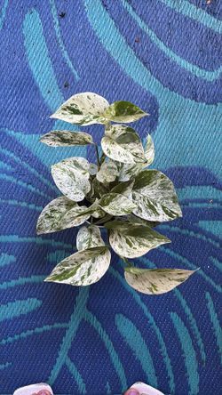 Marble Queen Pothos plant