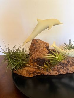 Dolphin and air plants on Burl Wood Base