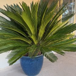 🌴 Large Sago Palm in Decorative Blue Ceramic Pot – Healthy & Mature 🌴