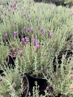 Lavander sale 5 gal