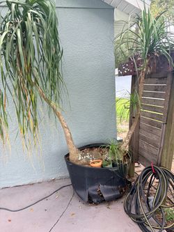 Ponytail Palms (Elephant Foot Trees) in Large Pot