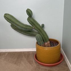 Cactus (Real)