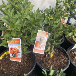 Fruit Trees