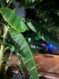 Banana leaf