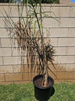 Qeen Palm 🌴