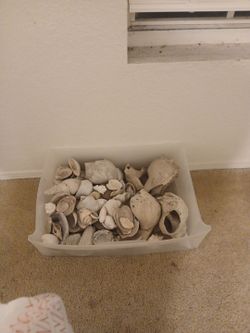 Sell shell make me a offer