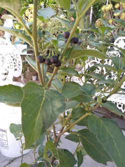 Planta de pusecua