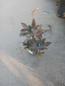 Succulent plant
