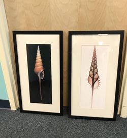 Dark shells beautifully framed 15.75x 28”