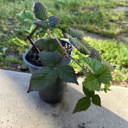 Thornless Blackberry 