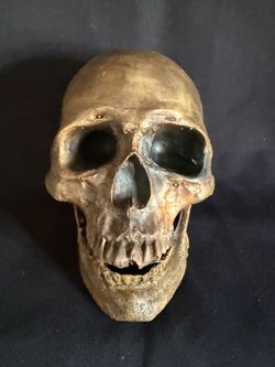 Halloween Realistic Human Skull Replica with Detachable Jaw