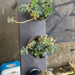 Beautiful Succulent 8 different Type