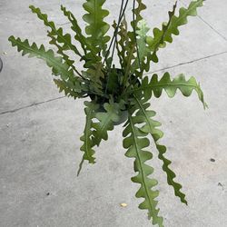 6” ric rac cactus 