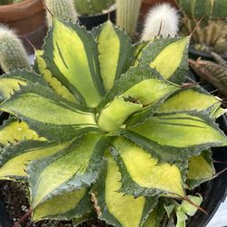 Agave Plant Large Pot 8 Inches 