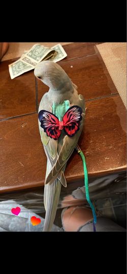 Indian ring neck