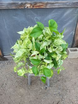 Marble Queen Pothos Plant