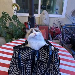 Pet carrier / purse