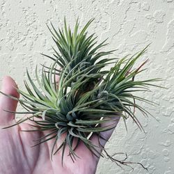 Air Plants Tillandsia Ionantha 