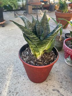 Sansevieiria enana