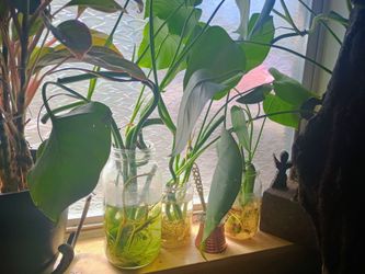Monstera starts