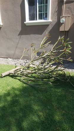 Fresh plumaria cutting
