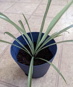 Solid Green Spider Plant