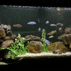 75gal Aquarium W Overflow