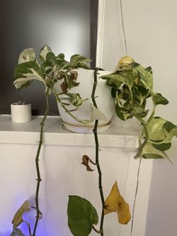 Marble Queen Pothos, Variegated, Pot + Saucer
