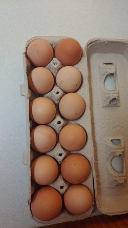 Free Range, All Organic Brown Rhode Island & Green Easter Egger Eggs. 5$ A Dozen