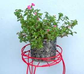 Wingpod Purslane Plant 🪴🪴Please Read Description🪴 Two Available