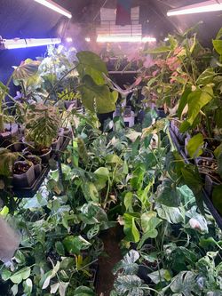 Greenhouse plant sale
