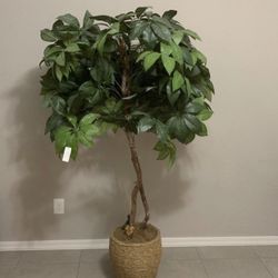 Plant