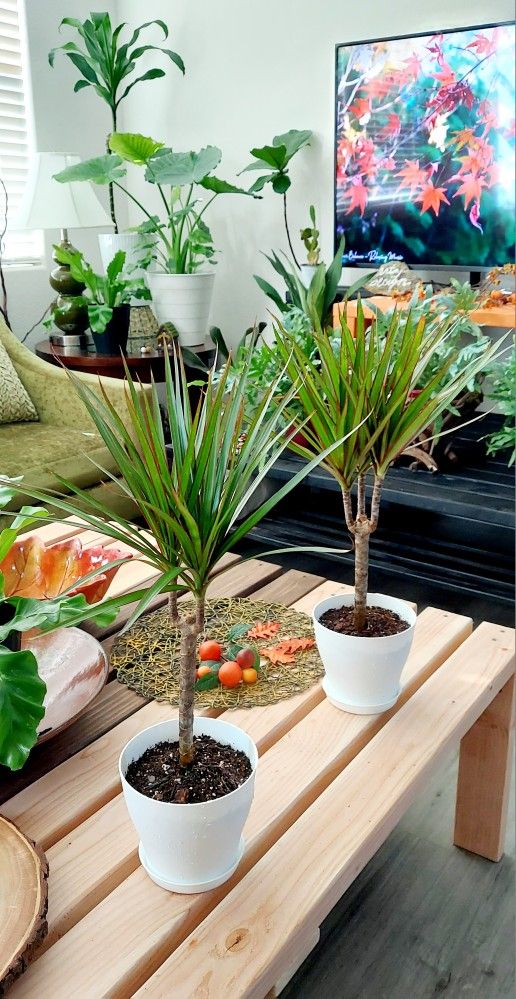 Living Plant 🌱 24"H Drecaena on 6"H White Pot with Tray ::: Indoor ::: $15/Pc.