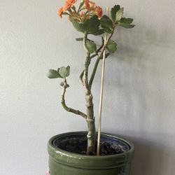 Bright Orange Kalanchoe Rooted In Blooms 