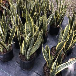 Snake Plant - 3gl