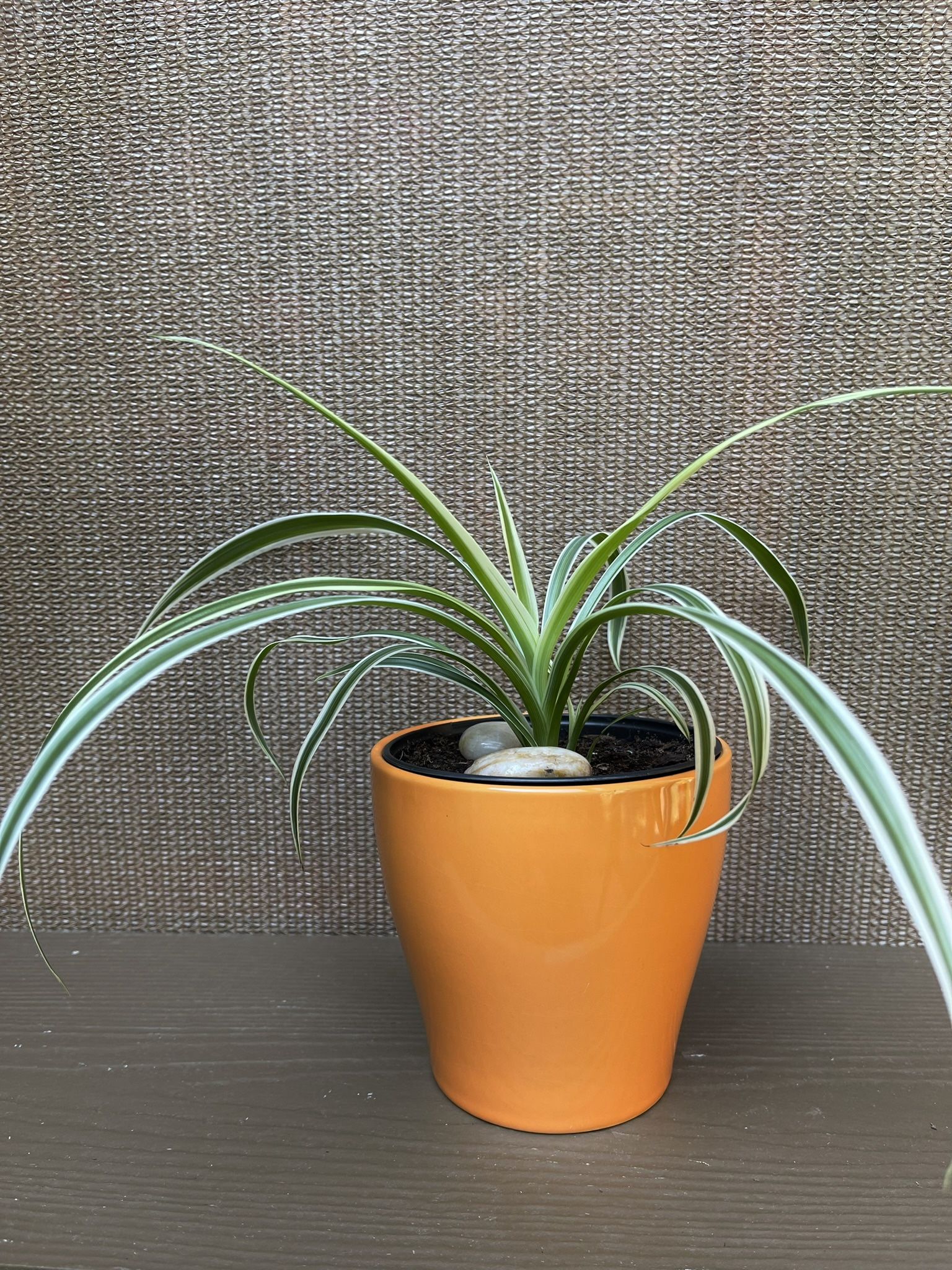 Spider House Plant In Cute Ceramic Pot 4.5"H.