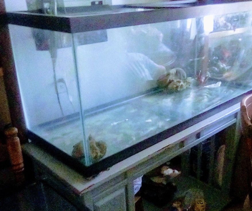 Very Nice 75 Gallon Aquarium With A Frugal Filter