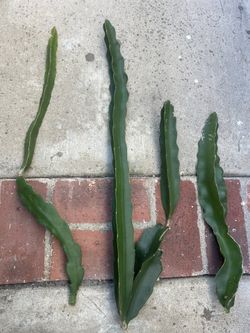 Dragon Fruit Cuttings