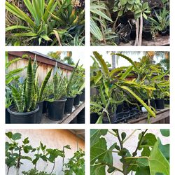 Fruit plants spring time ready!